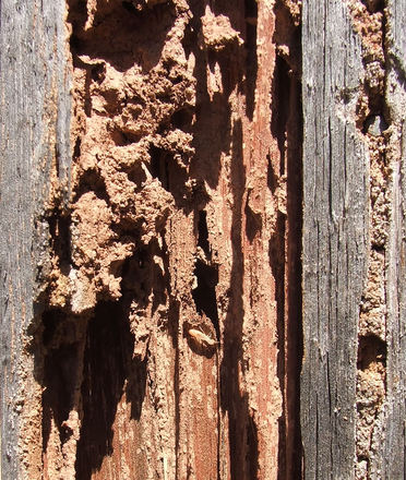 protect-your-shed-against-termites